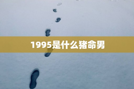 1995是什么猪命男