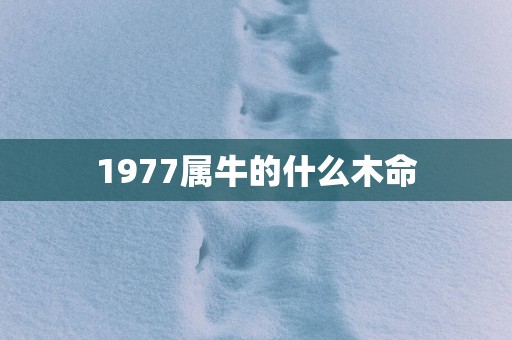 1977属牛的什么木命