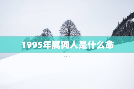 1995年属狗人是什么命