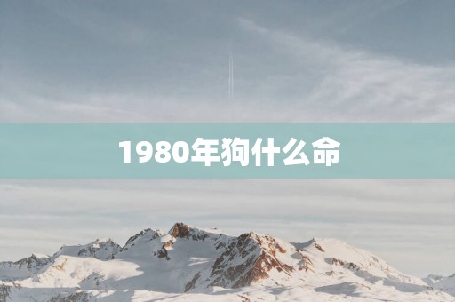 1980年狗什么命