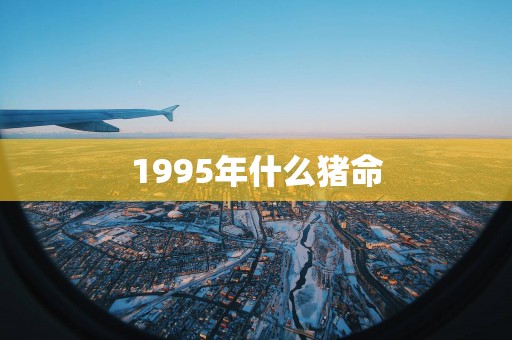 1995年什么猪命