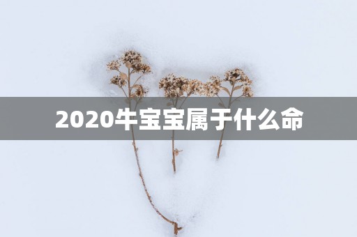 2025牛宝宝属于什么命