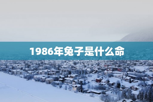 1986年兔子是什么命