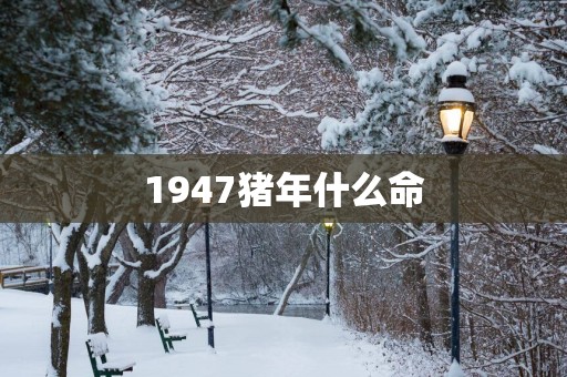 1947猪年什么命