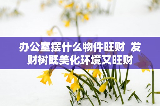 办公室摆什么物件旺财  发财树既美化环境又旺财