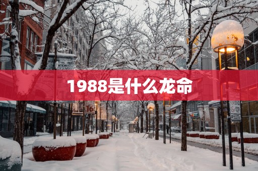 1988是什么龙命