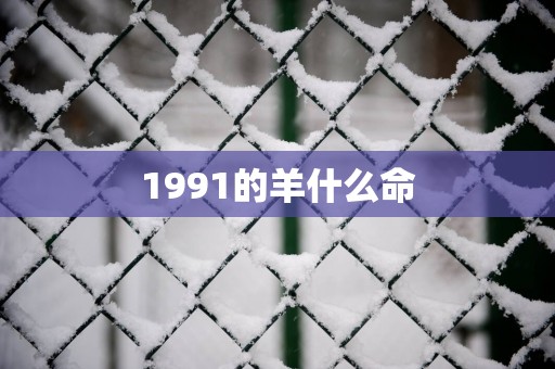 1991的羊什么命