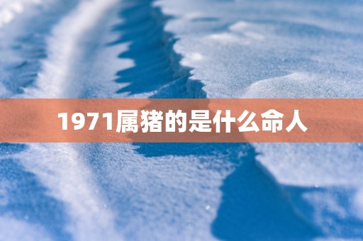 1971属猪的是什么命人