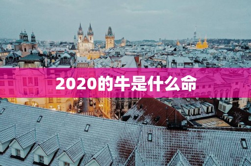 2025的牛是什么命