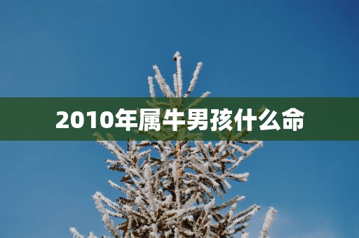 2010年属牛男孩什么命