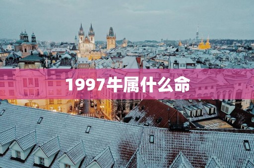 1997牛属什么命