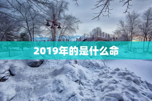 2019年的是什么命