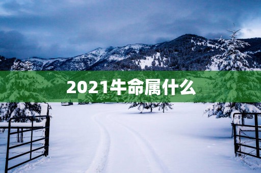 2025牛命属什么