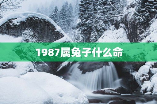 1987属兔子什么命