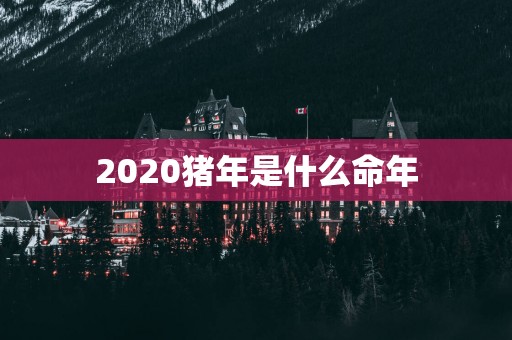 2025猪年是什么命年