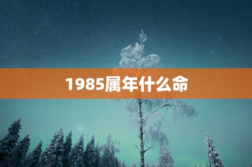 1985属年什么命
