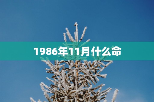 1986年11月什么命