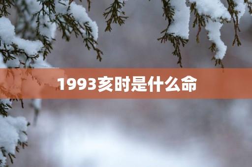 1993亥时是什么命
