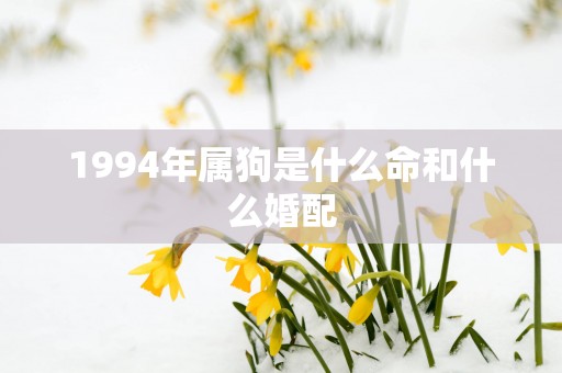 1994年属狗是什么命和什么婚配