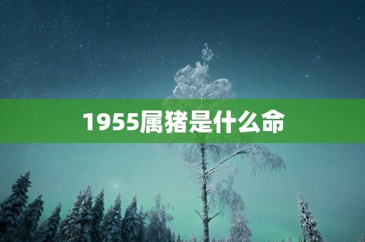 1955属猪是什么命