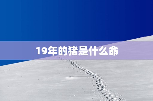 19年的猪是什么命