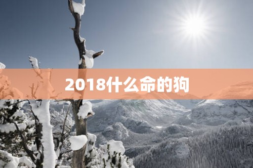 2018什么命的狗