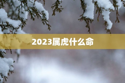2025属虎什么命 2025属虎什么命