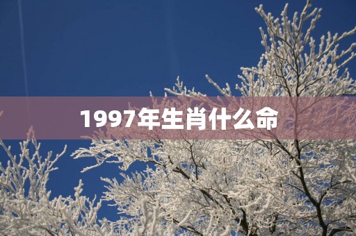 1997年生肖什么命