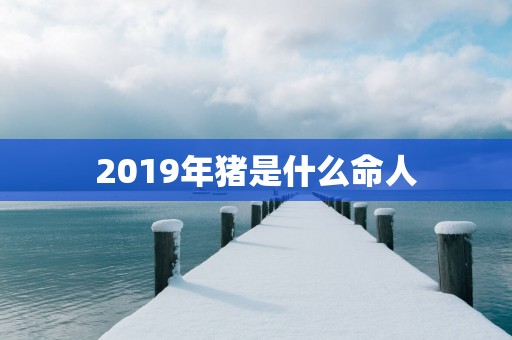 2019年猪是什么命人