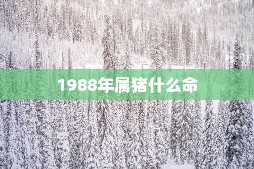 1988年属猪什么命