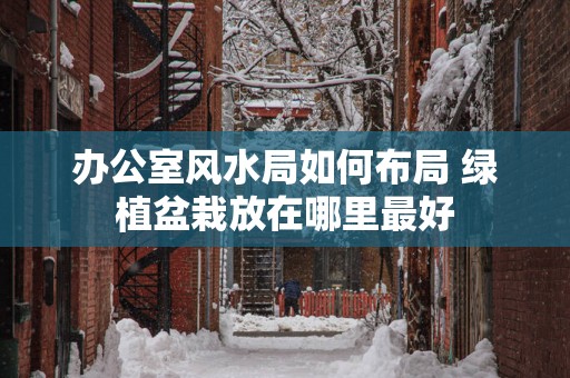 办公室风水局如何布局 绿植盆栽放在哪里最好