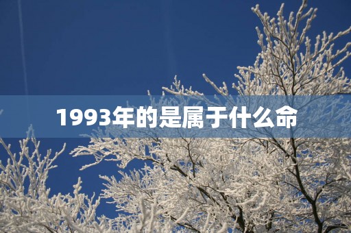 1993年的是属于什么命