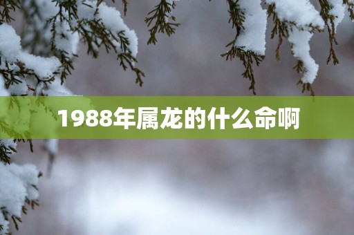 1988年属龙的什么命啊