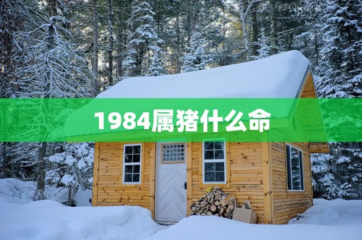 1984属猪什么命