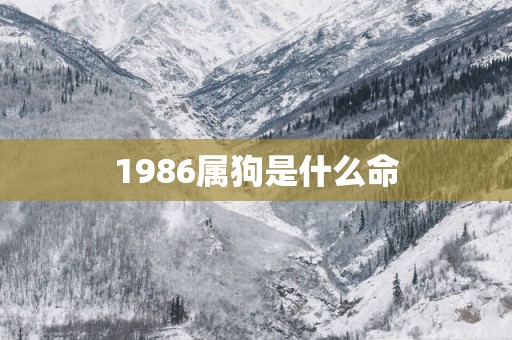 1986属狗是什么命