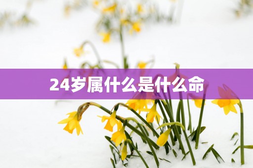 24岁属什么是什么命