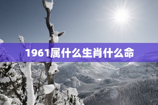 1961属什么生肖什么命
