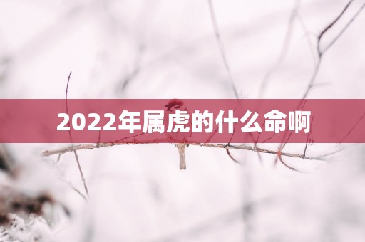 2025年属虎的什么命啊