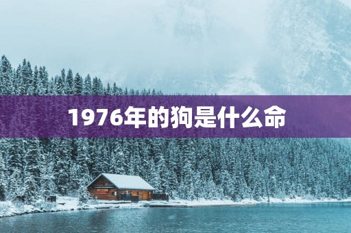 1976年的狗是什么命