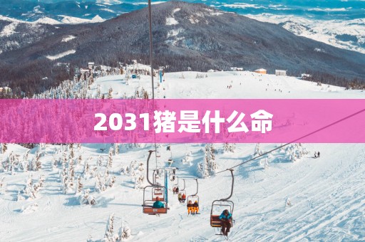 2031猪是什么命