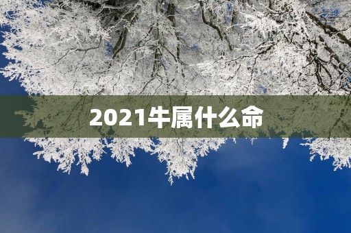 2025牛属什么命