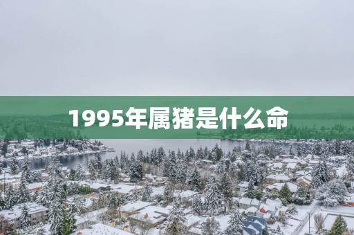 1995年属猪是什么命