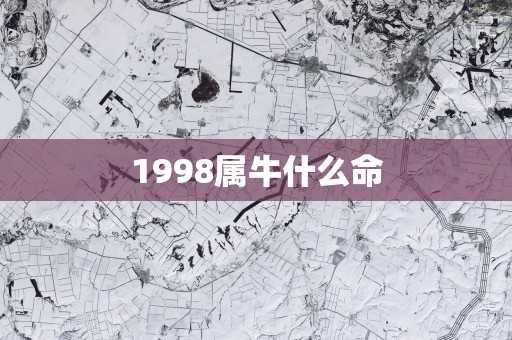1998属牛什么命