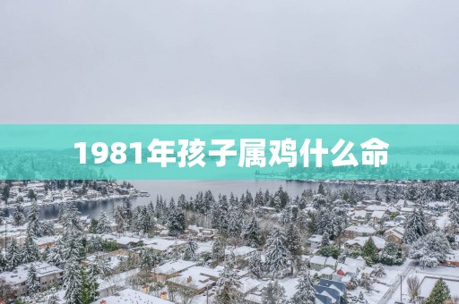 1981年孩子属鸡什么命