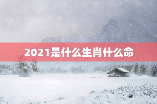 2025是什么生肖什么命