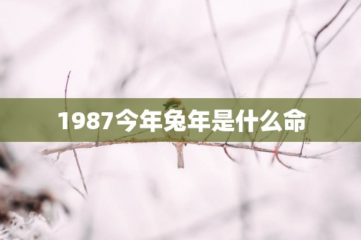 1987今年蛇年是什么命