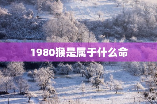 1980猴是属于什么命