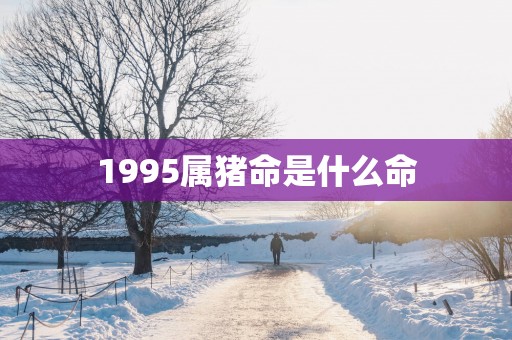 1995属猪命是什么命