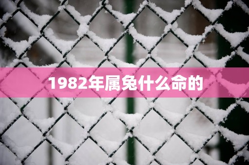 1982年属兔什么命的