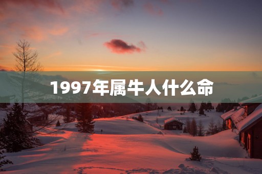 1997年属牛人什么命